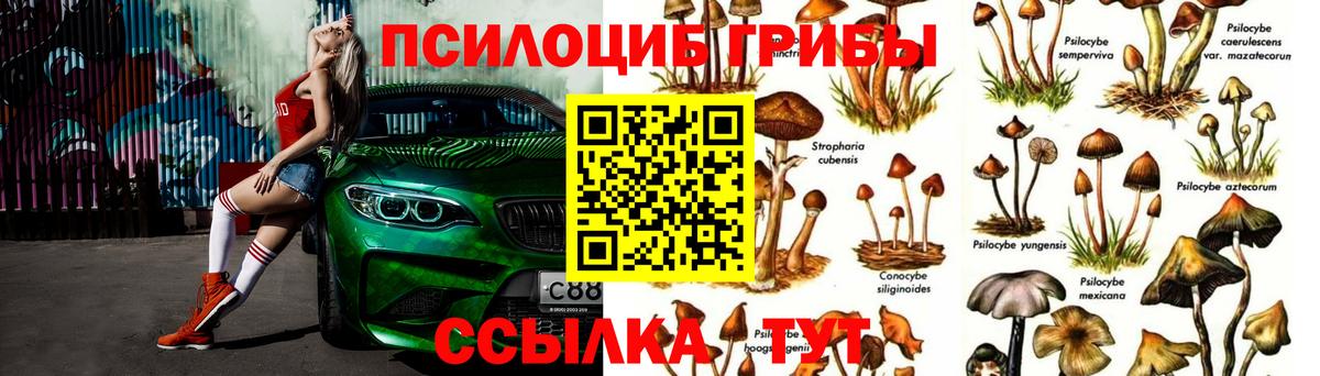 Галлюциногенные грибы Psilocybe Чистополь